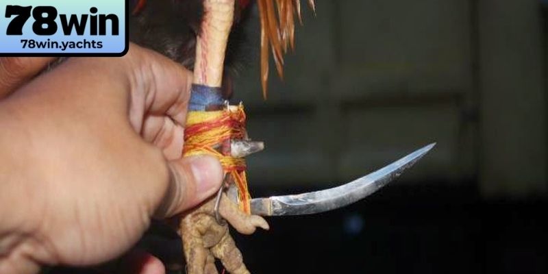 Độ minh bạch khi đặt cược tại đá gà cựa dao 78Win