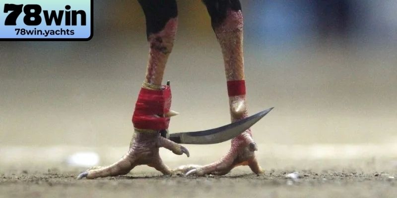 Giới thiệu sảnh game đá gà cựa dao 78Win đẳng cấp