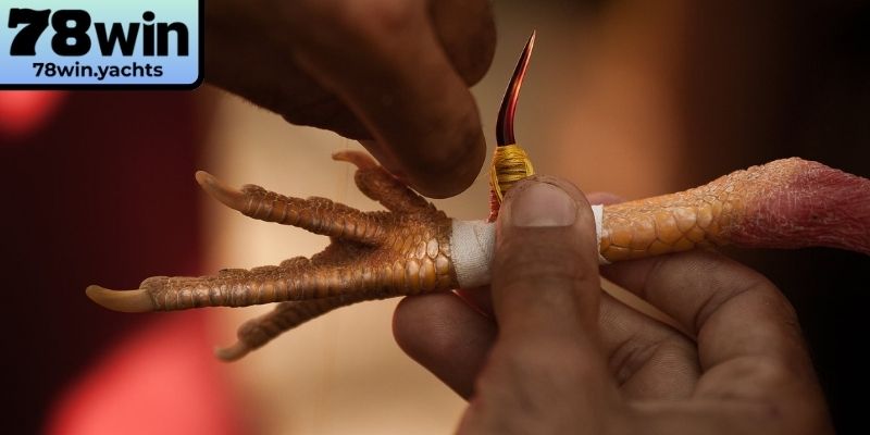 Kinh nghiệm thắng lớn của đá gà cựa dao tại 78Win