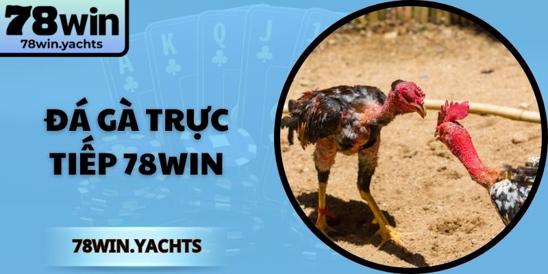 Đá gà trực tiếp 78win